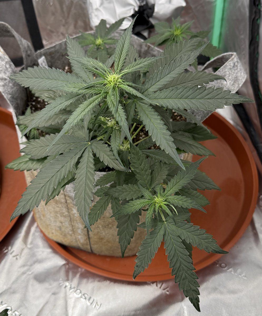 Autos  05 05 2025 02