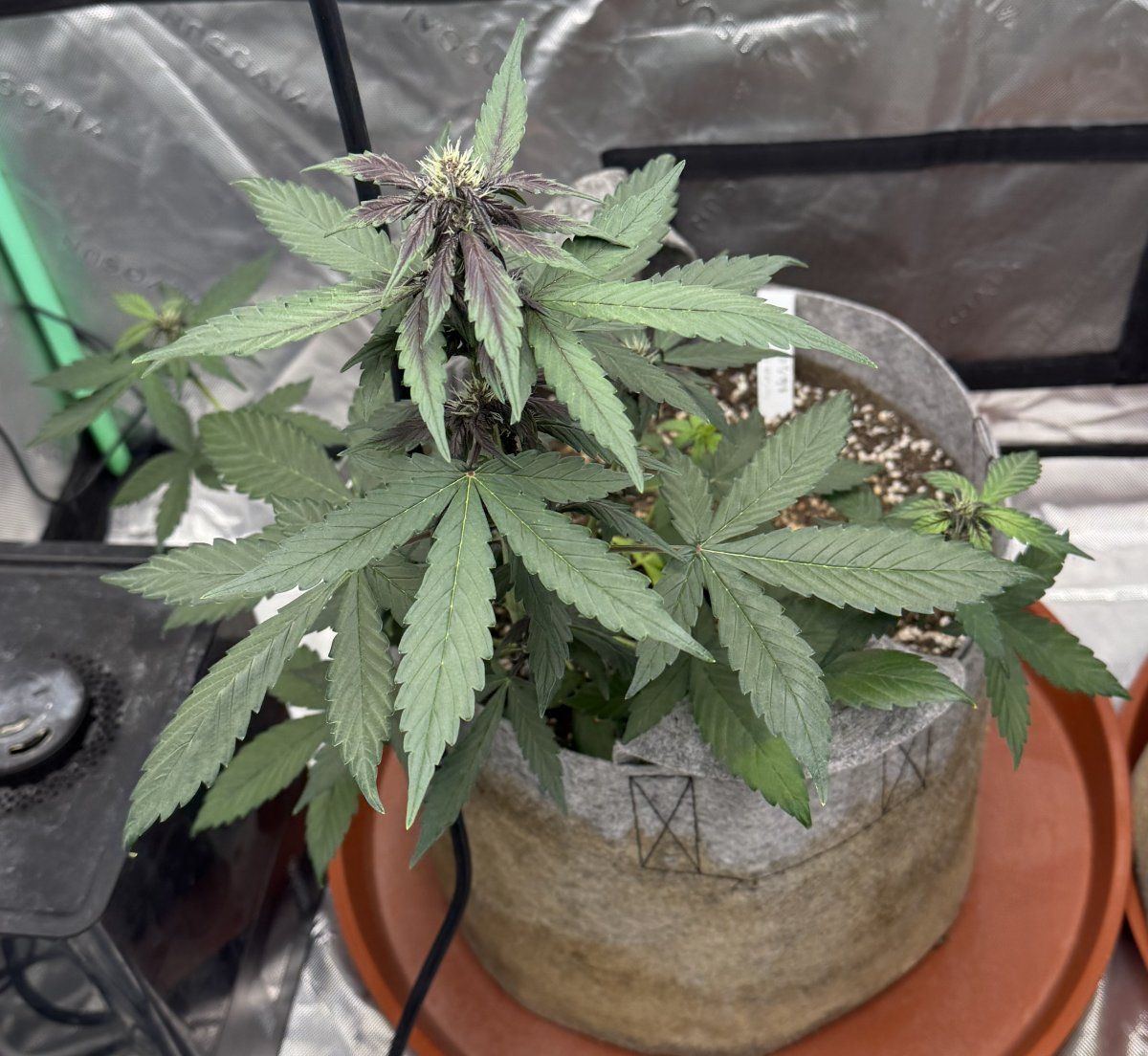 Autos  05 05 2025 03