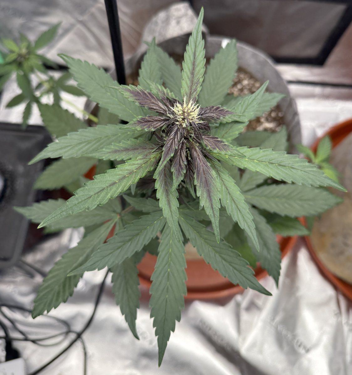 Autos  05 05 2025 04