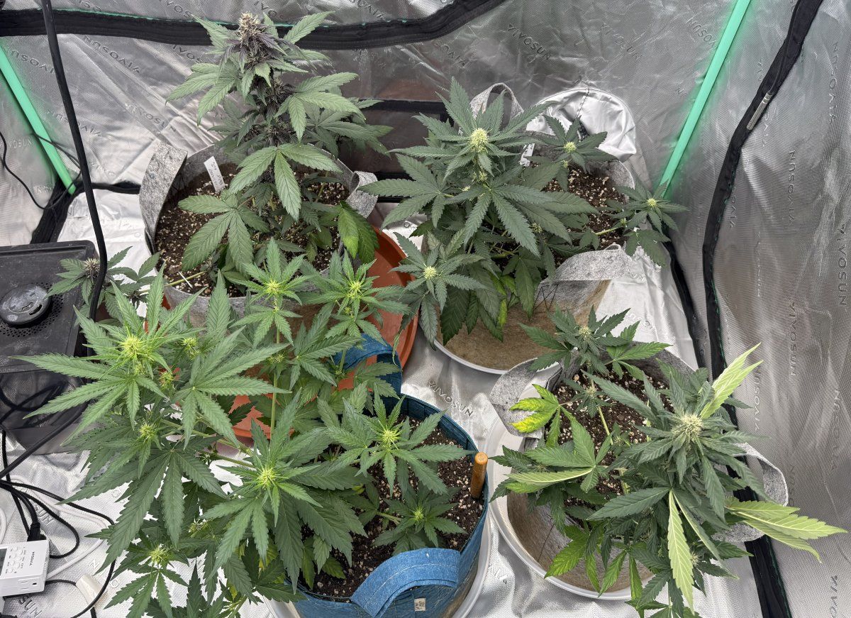 Autos  05 13 2025 02
