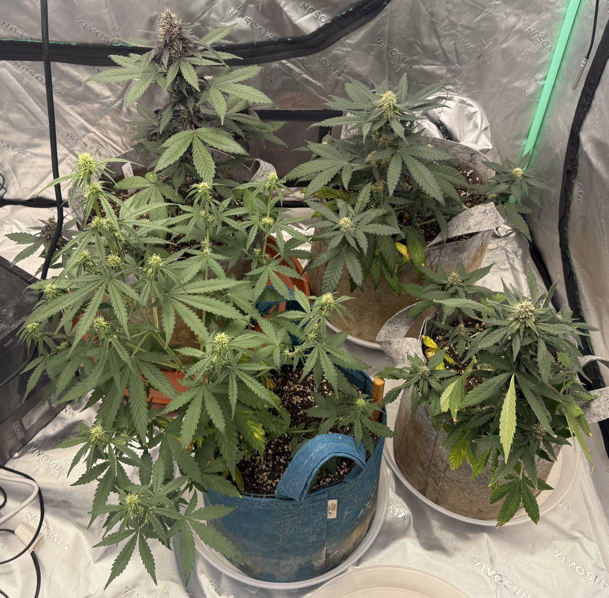Autos  05 19 2025 01