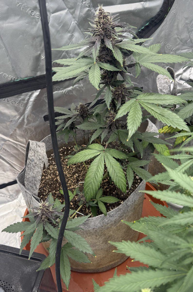 Autos  05 19 2025 02