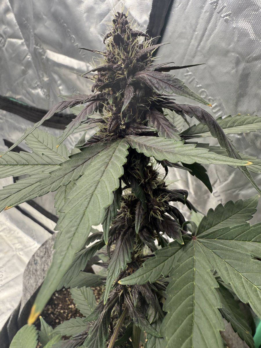 Autos  05 20 2025 04