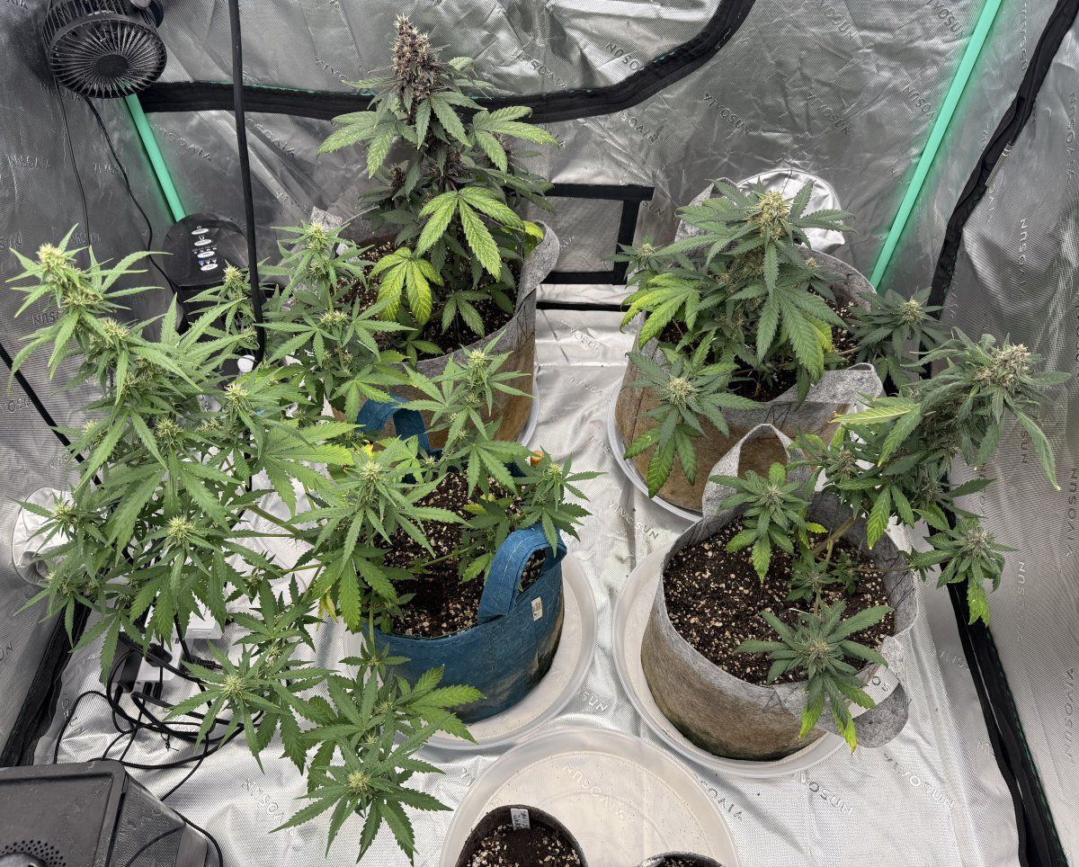 Autos  05 29 2025 01