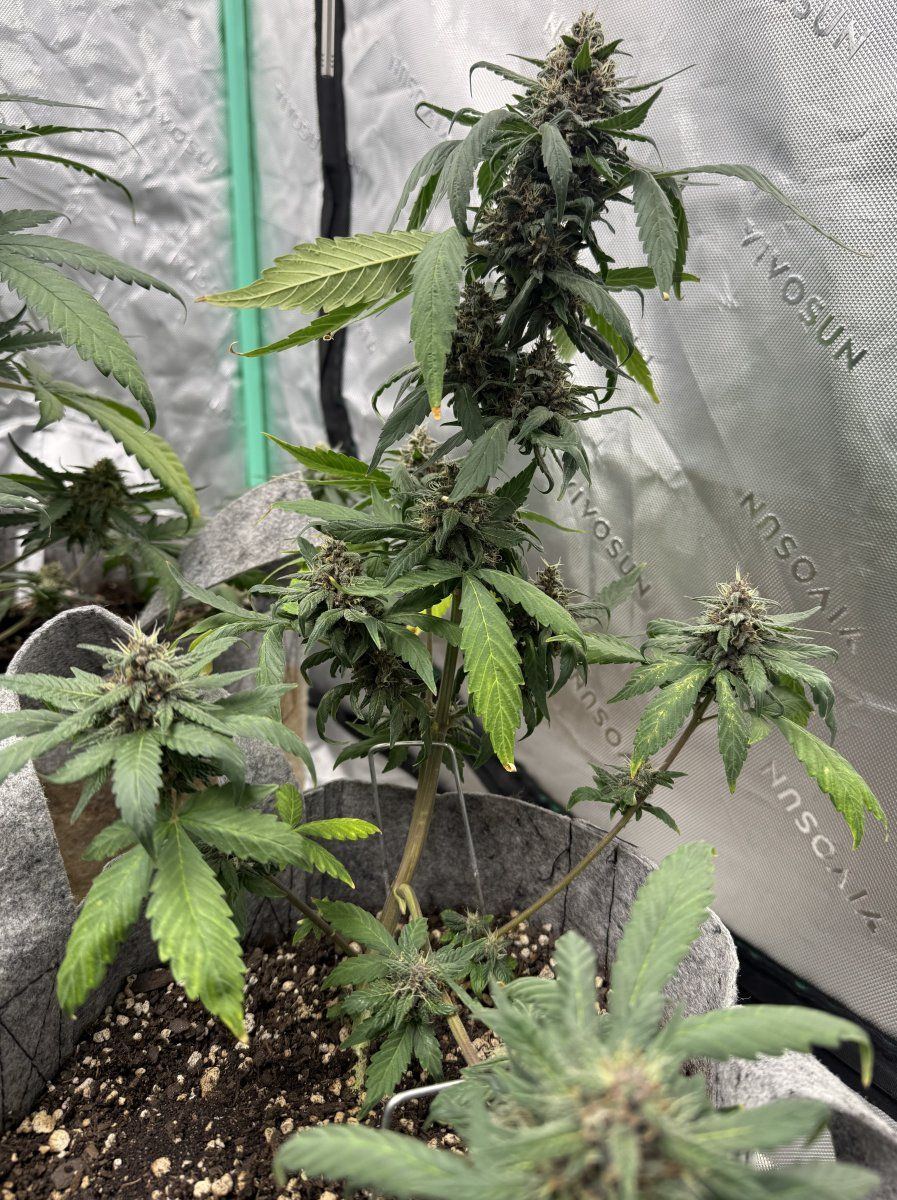 Autos  05 30 2025 04