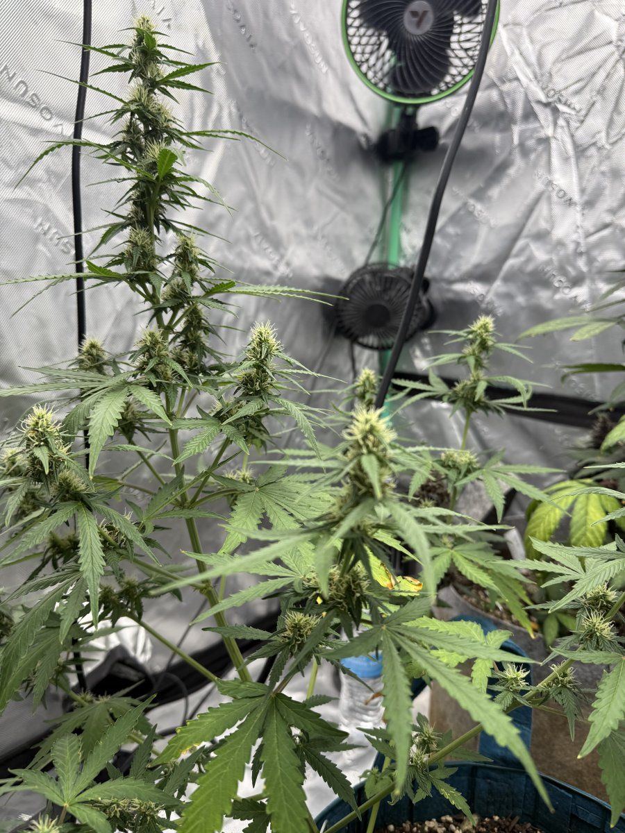 Autos  05 30 2025 05