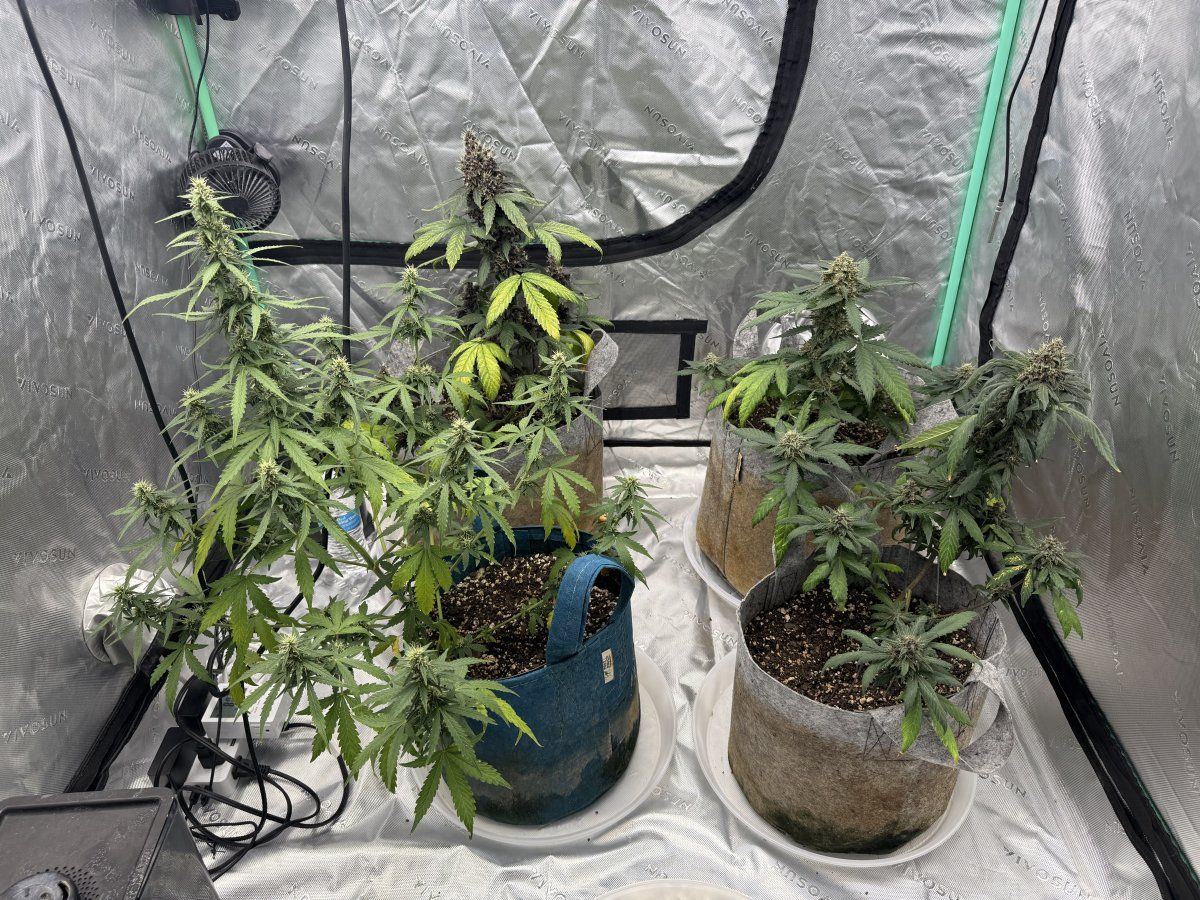 Autos  06 03 2025 01