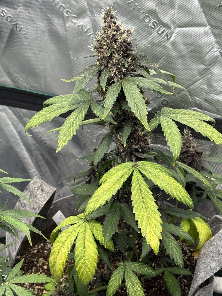 Autos  06 03 2025 02