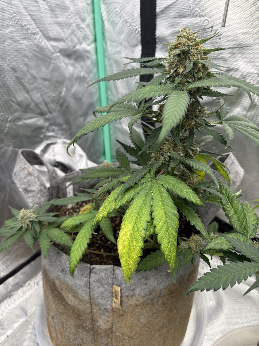 Autos  06 03 2025 03