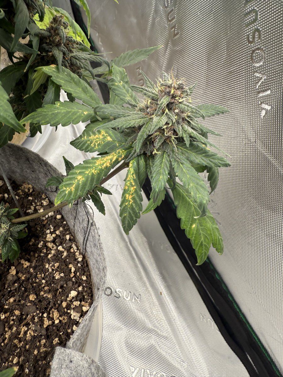 Autos  06 03 2025 04