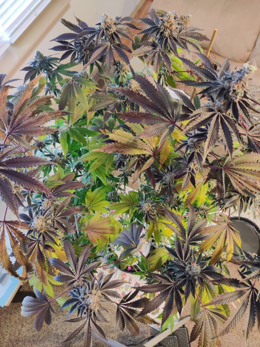 Autumn cannabis colors or what i was doing this morning 2