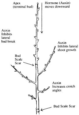 Auxin
