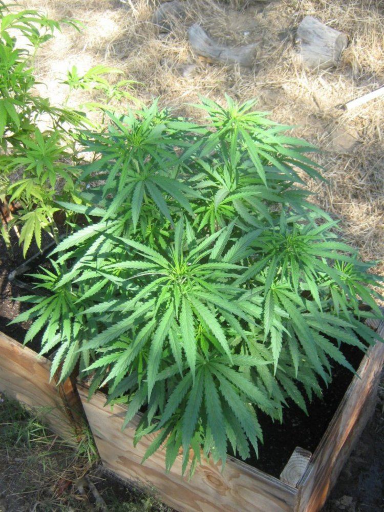 Avatarbagseed61