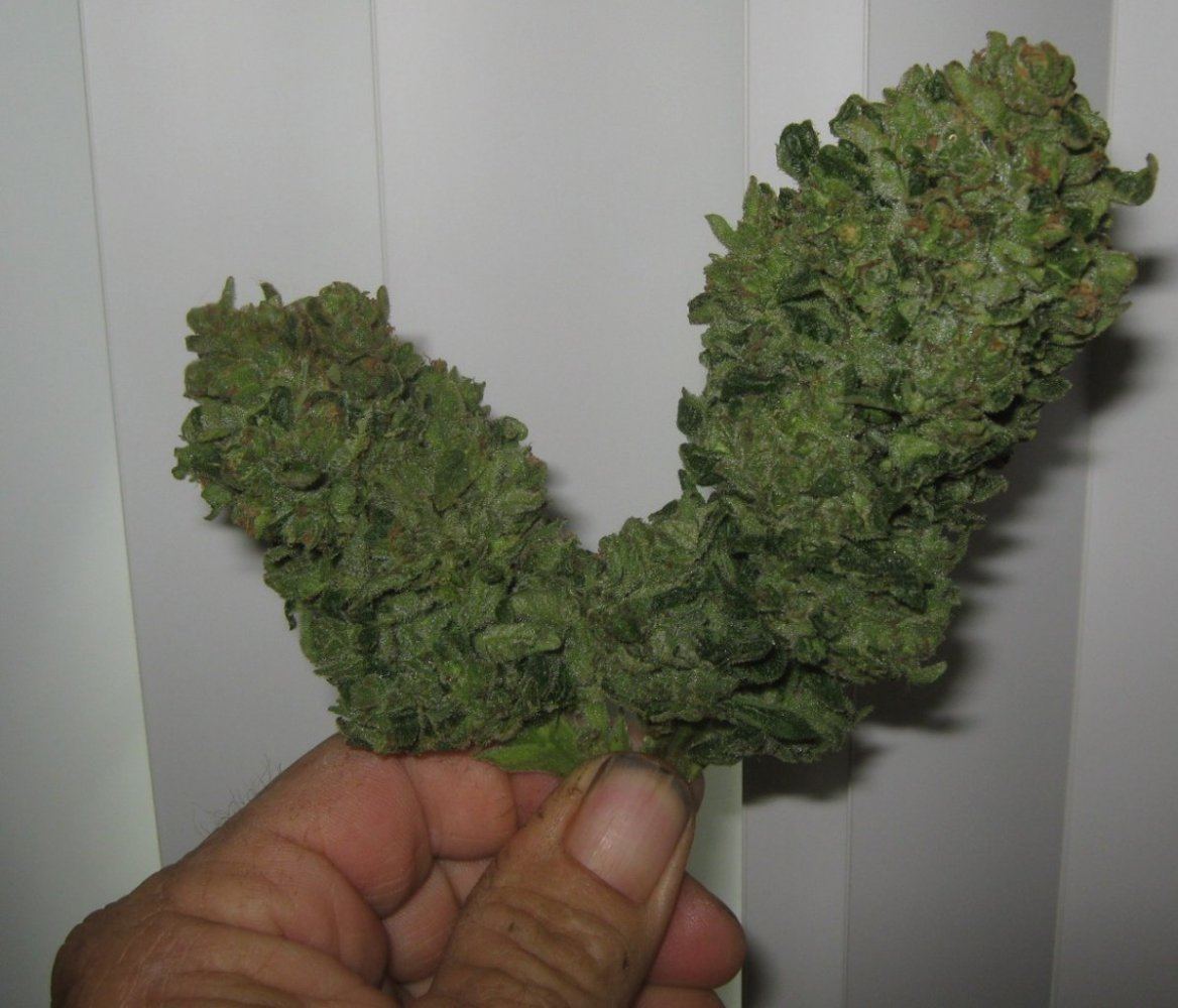 Avatarnugs512