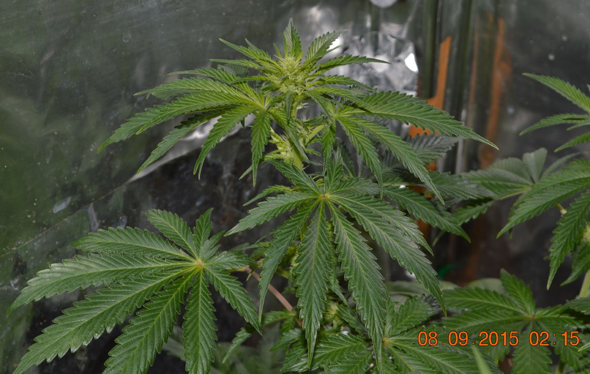 AW4flowering