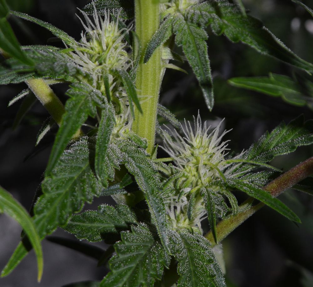 AW4frostyflowers