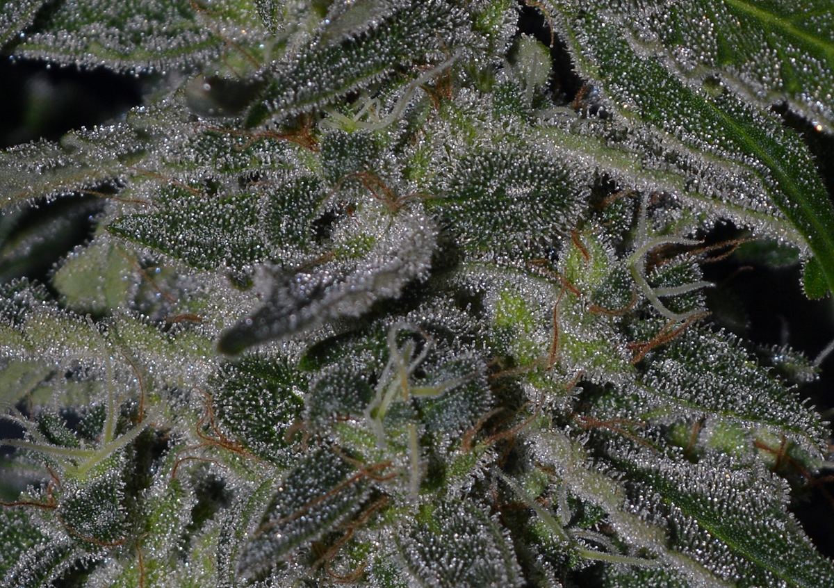 AW4superfrost