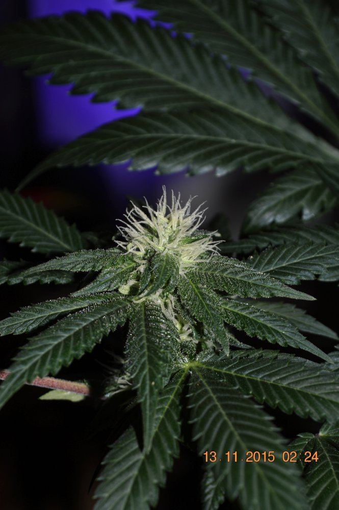 AW5hempy flower