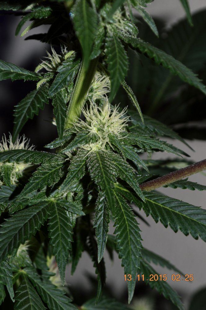 AW5hempy flowers2