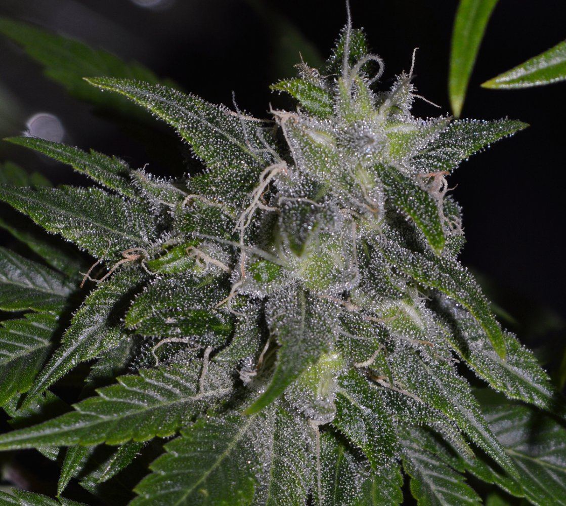 AWinPF3seeds
