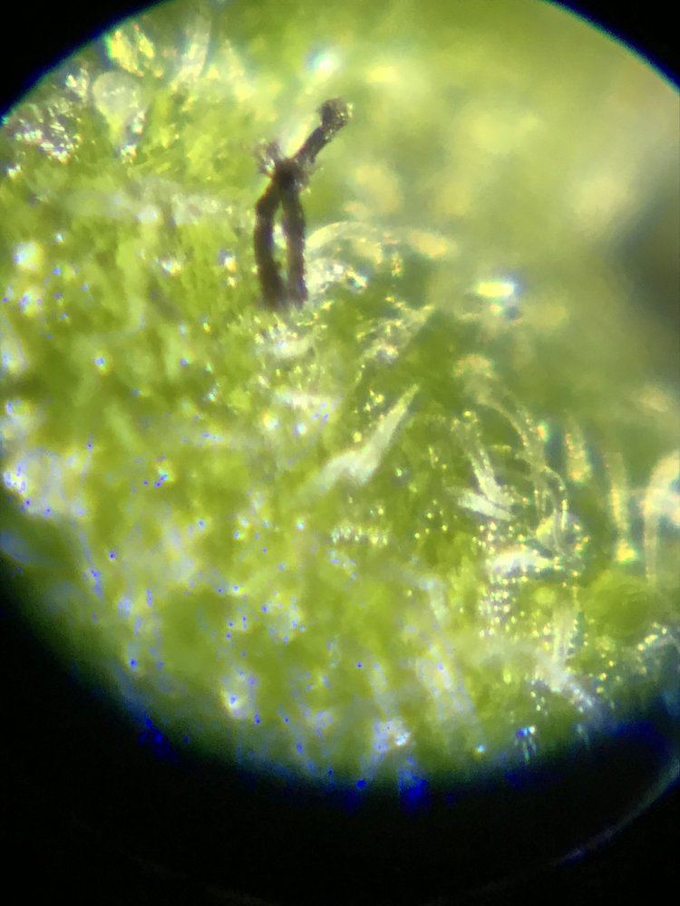 Axolotyl death spore