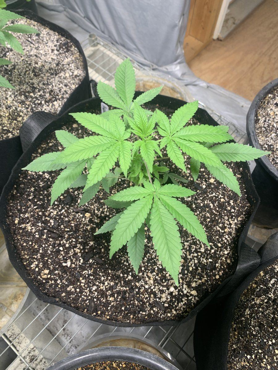Ayahuasca Purple 11 1