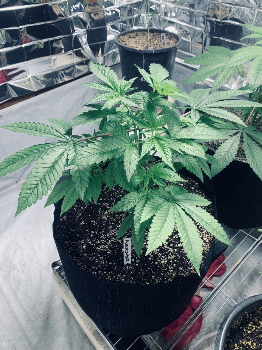 Ayahuasca Purple 11 28