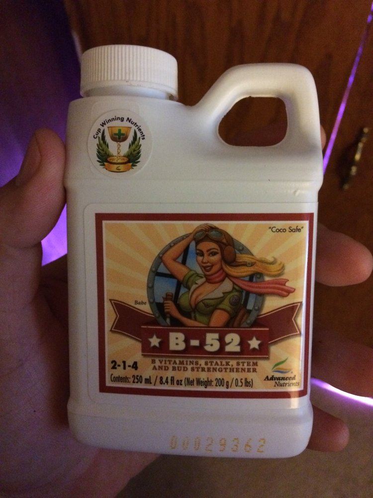 B 52