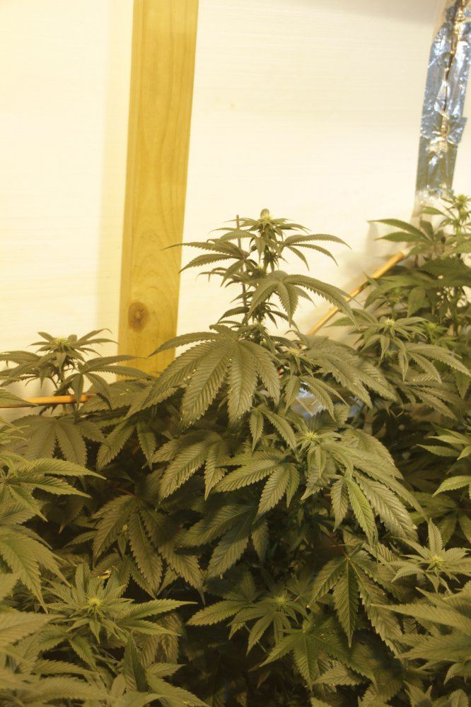 B afghan