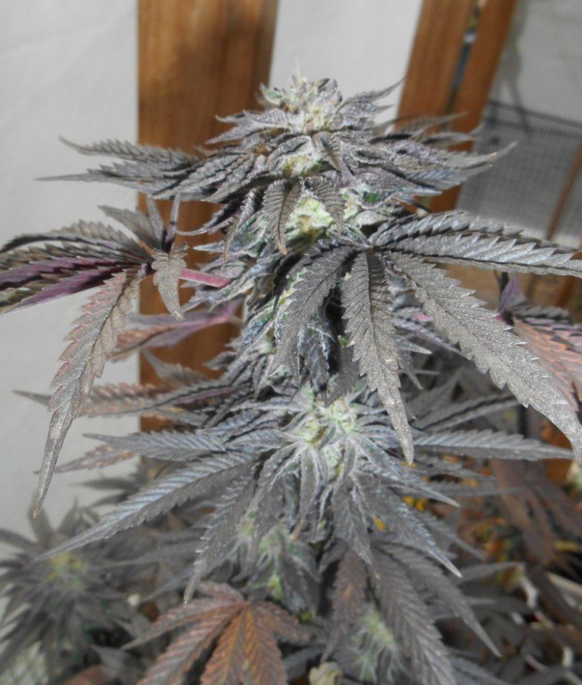 BDcloseup311