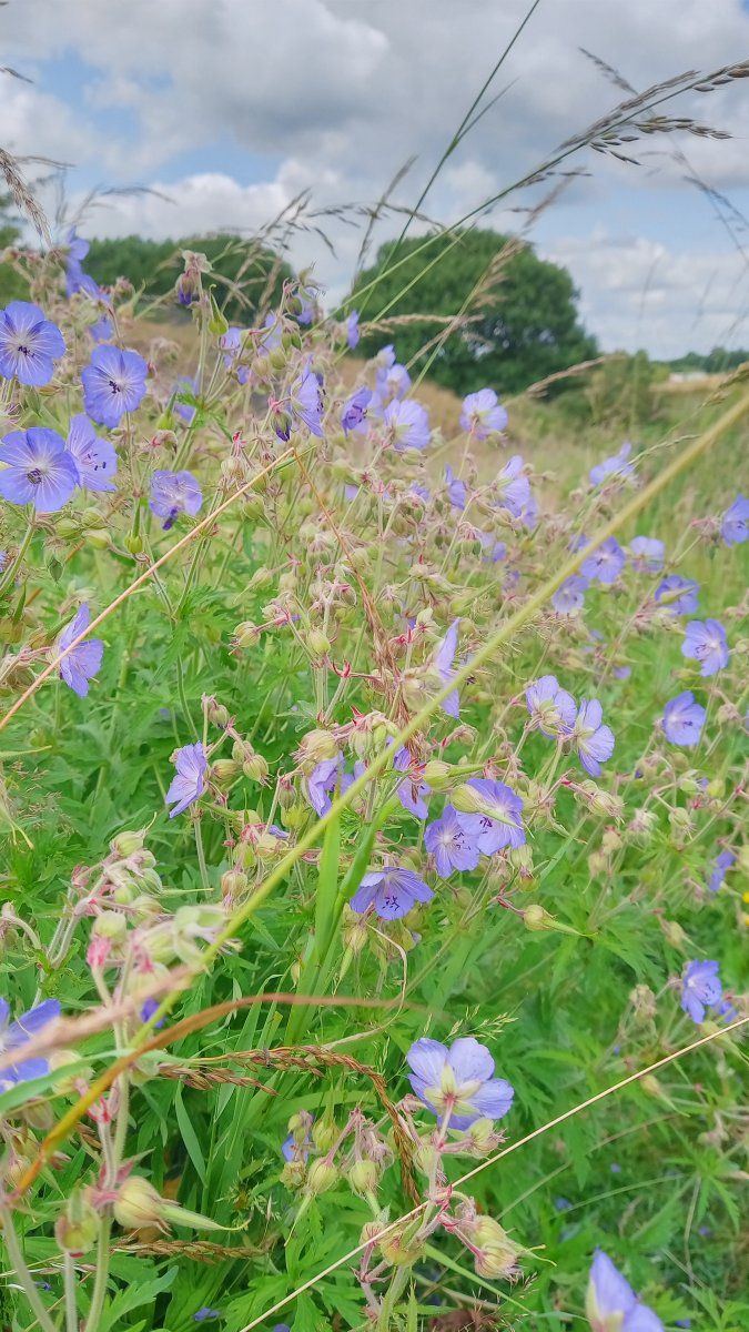 B flower
