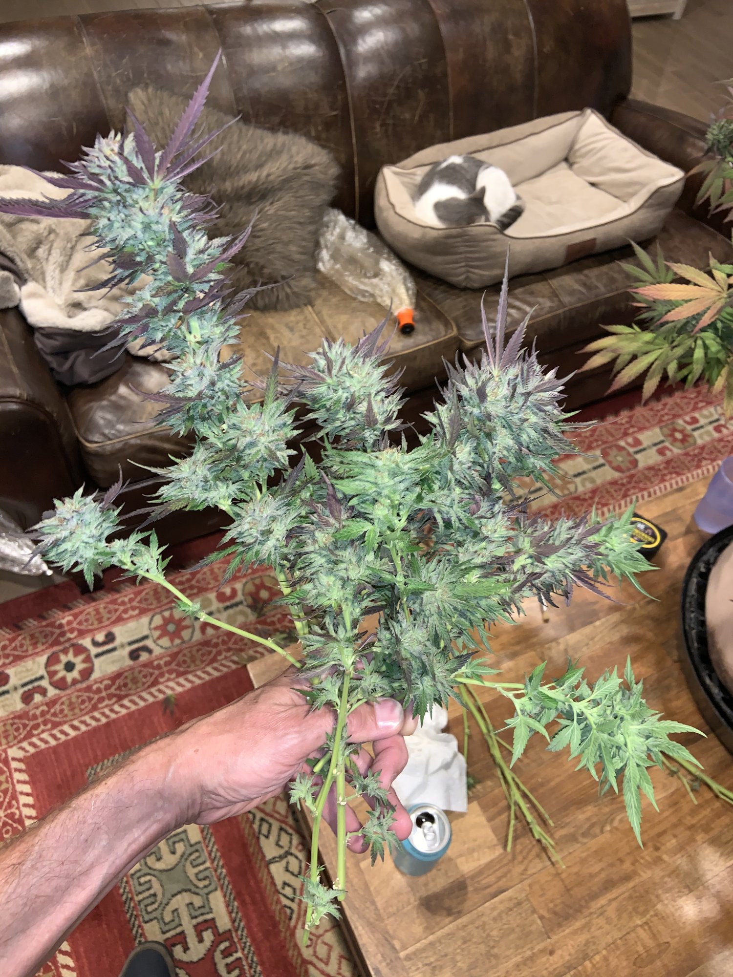 B0963ECF CB29 4DB3 9608 D4F52C8B290B