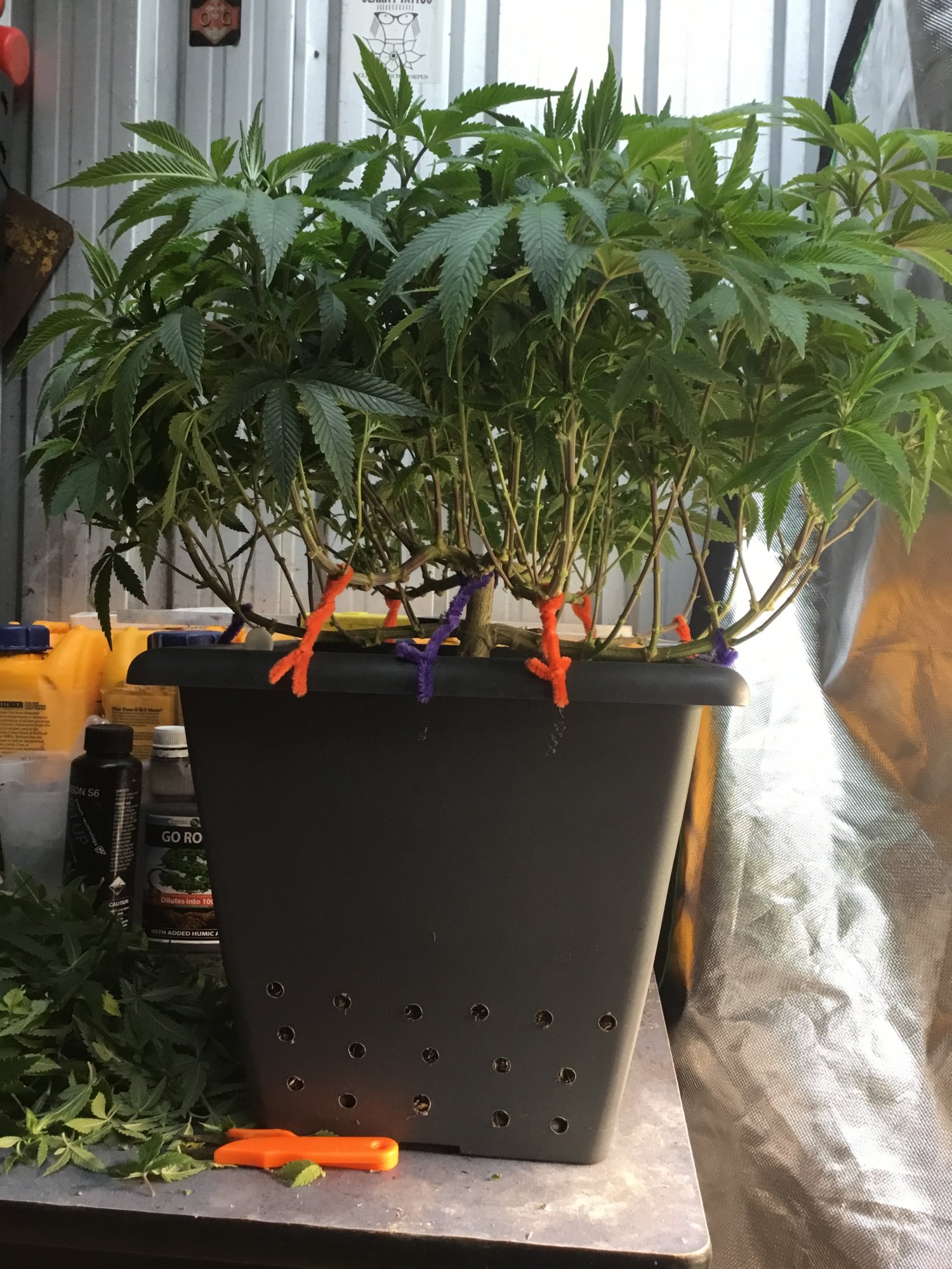Why You Should Be Using Air Pots on Your Homestead