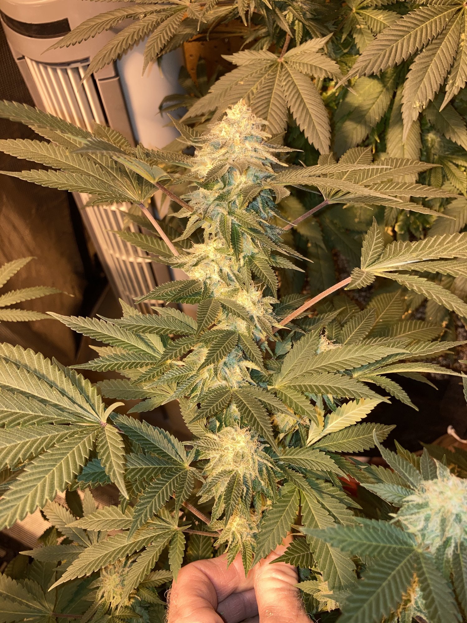 B0DC15F6 5550 43C5 9590 71D6D33A1F79