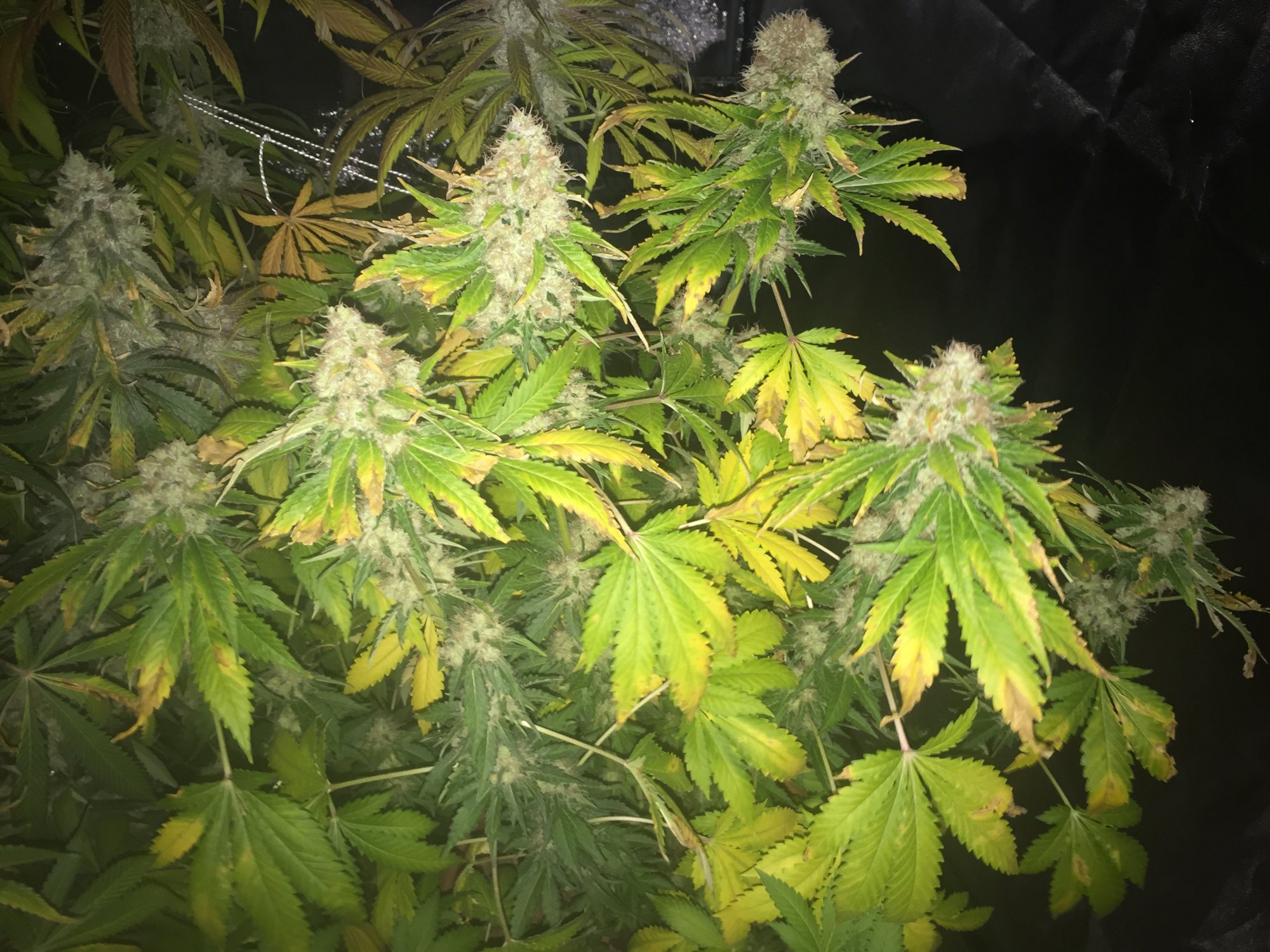 B1
