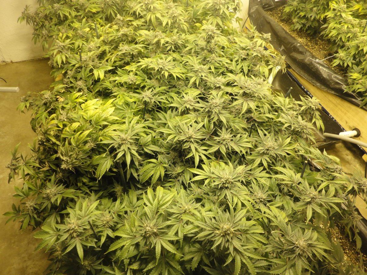 B1