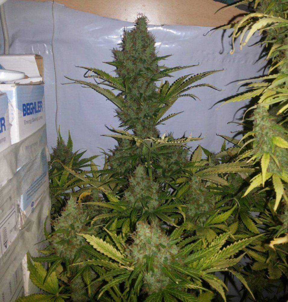 B1
