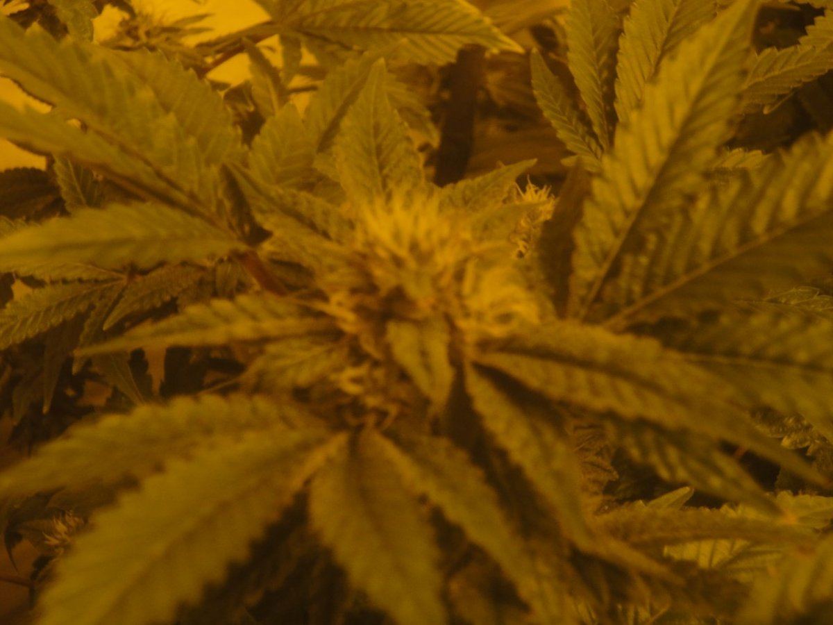 B13