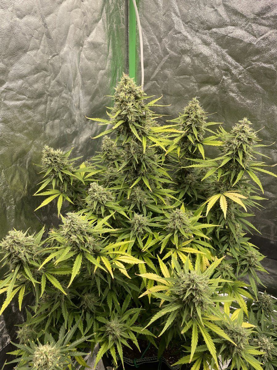 B13ED159 CBFB 48A6 B07C 4954BE11470A