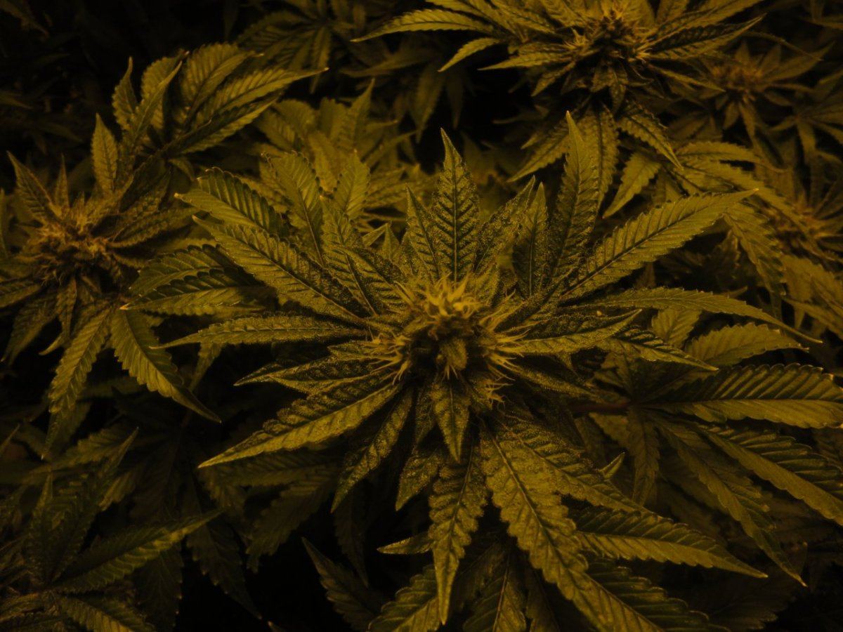 B2