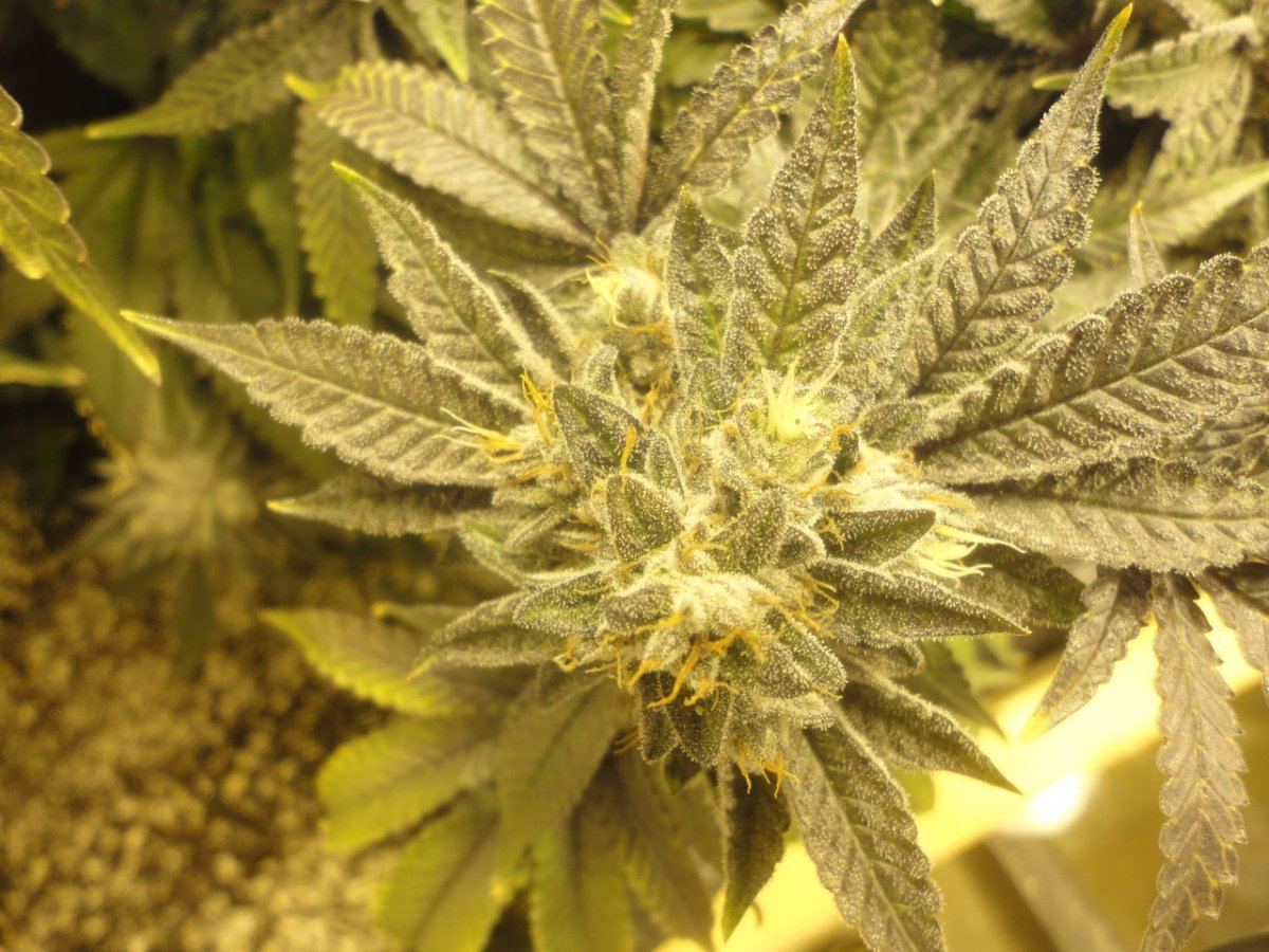 B2
