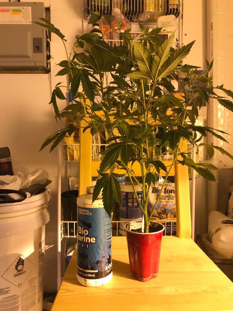 B793A235 D781 4A4A AEE0 AAF740061B52