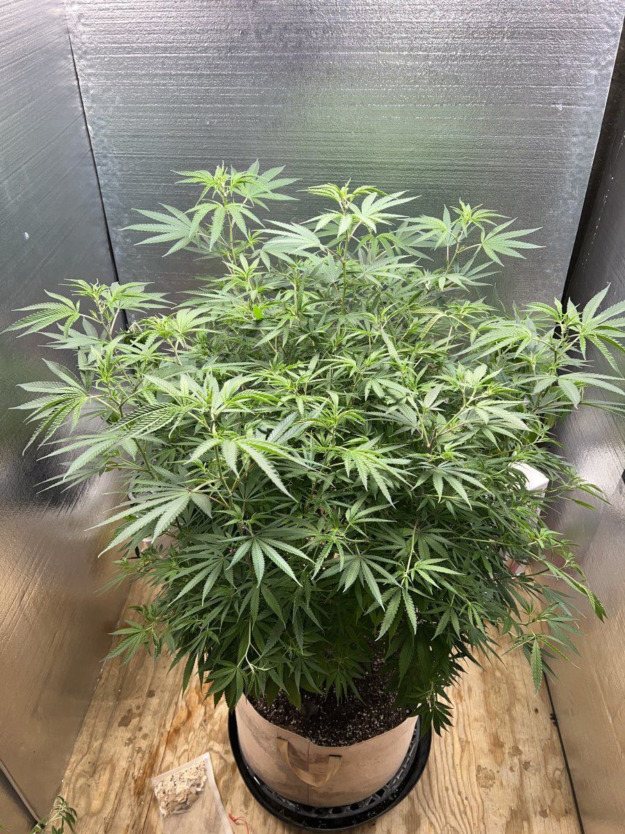 B8kds 2nd grow   indoor this time   unknown strain   so much fun 10