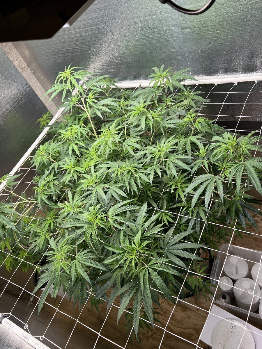 B8kds 2nd grow   indoor this time   unknown strain   so much fun 15