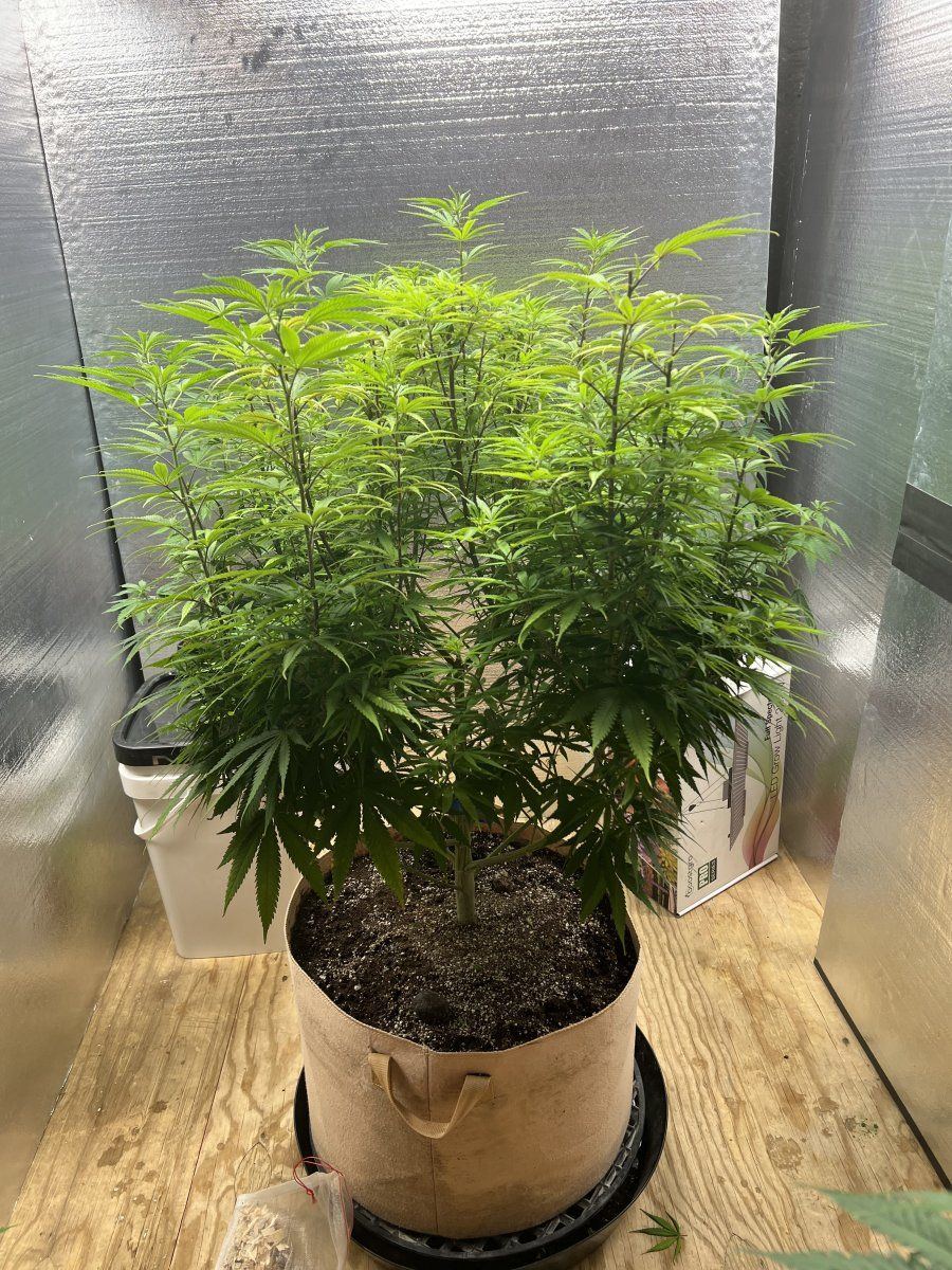 B8kds 2nd grow   indoor this time   unknown strain   so much fun 17