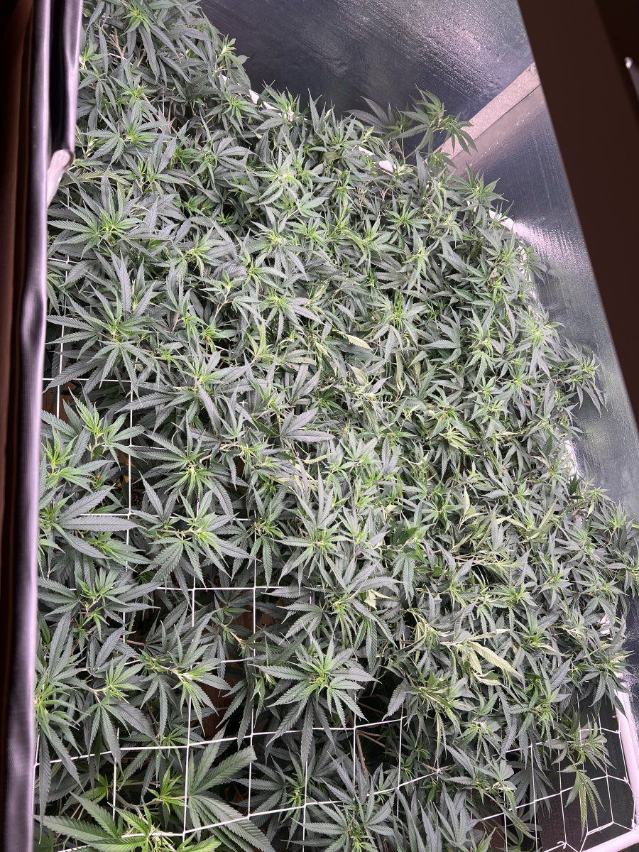 B8kds 2nd grow   indoor this time   unknown strain   so much fun 20