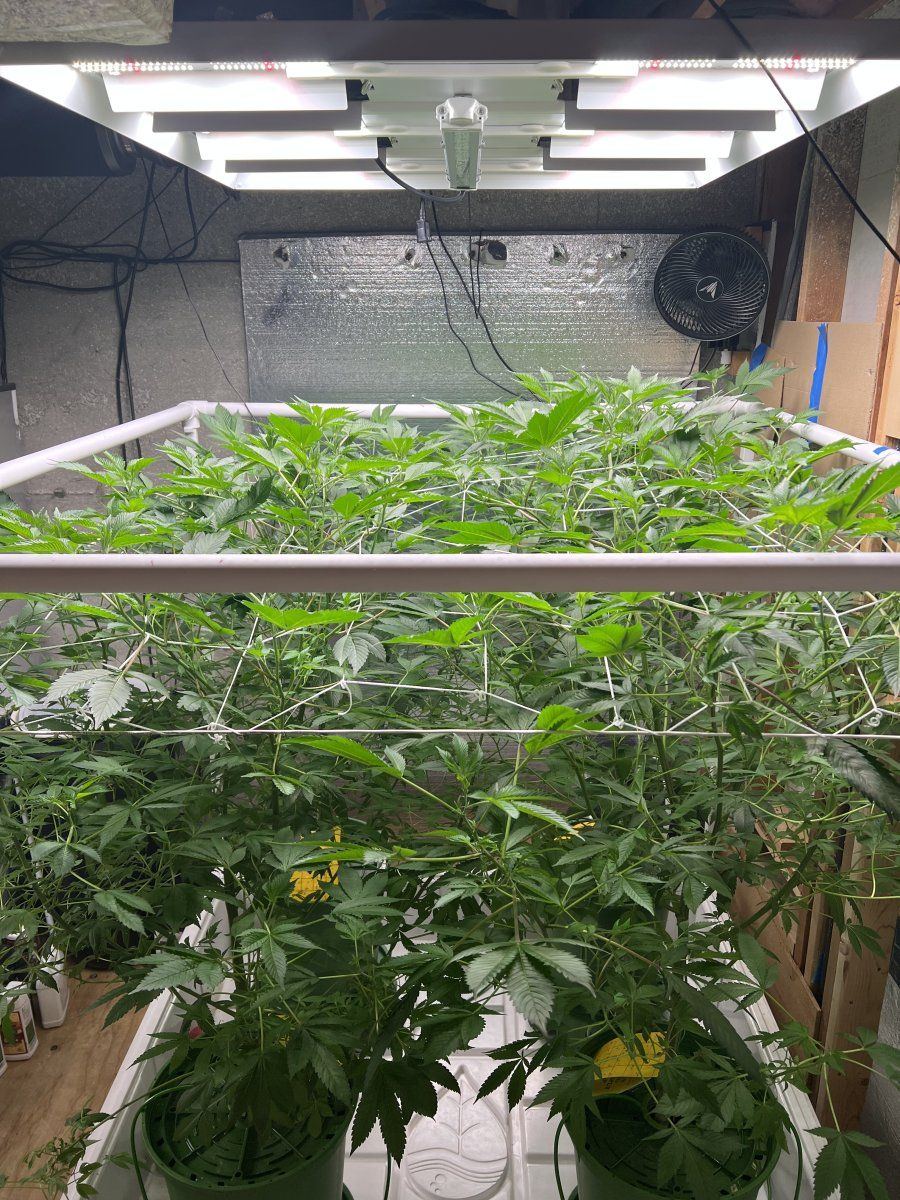 B8kds gmo grow 2   four plants   flower time 2