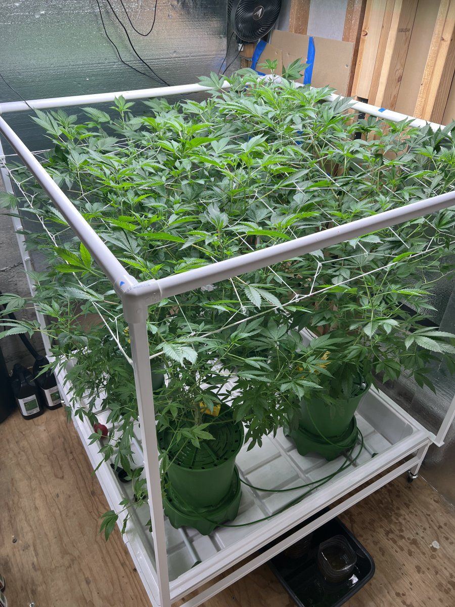 B8kds gmo grow 2   four plants   flower time 4