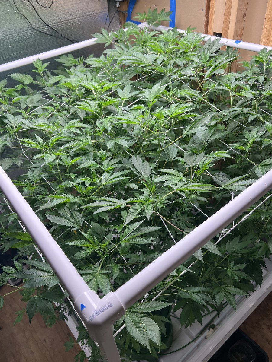 B8kds gmo grow 2   four plants   flower time 5