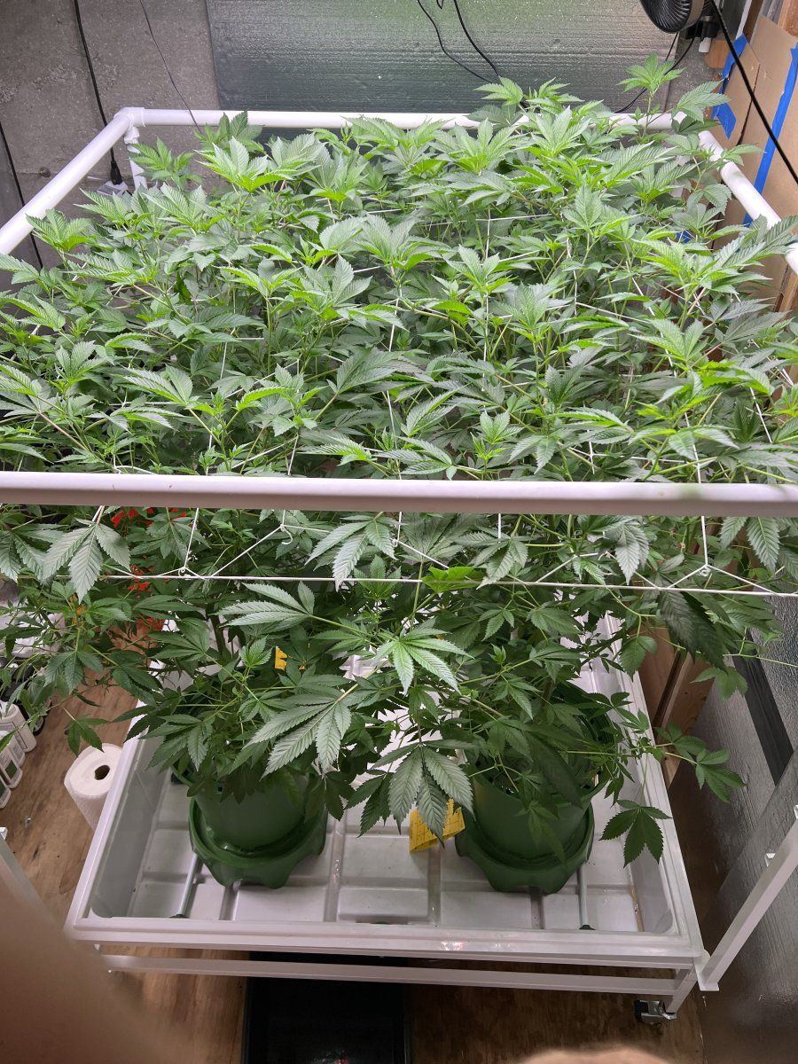 B8kds gmo grow 2   four plants   flower time 6
